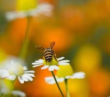 Bee on flower photo