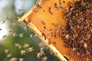abejas trabajadoras en panal en colmenar