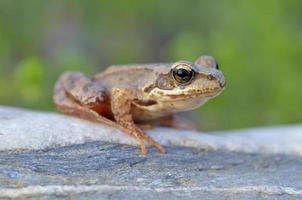 The Common Frog