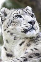 leopardo de nieve