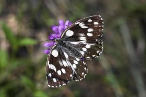 Melanargia galathea butterfly