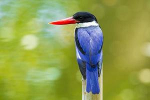 Backside of Black-capped Kingfisher