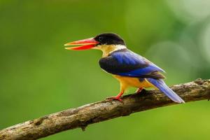 Left side close up of  Black-capped Kingfisher
