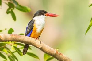 Front side of  Black-capped Kingfisher photo