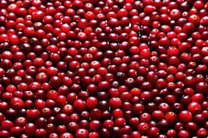 Ripe cranberries for background photo