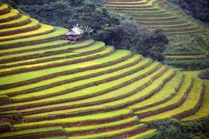 Rice Farm in Vietnam