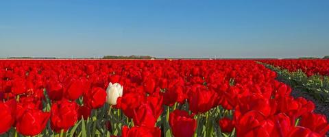Tulips in a field in spring photo