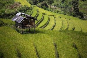 granja de arroz en vietnam