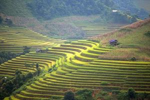 granja de arroz en vietnam