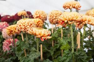 Cultivo de crisantemos para el espectáculo de crisantemos