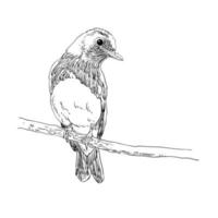 Bird line sketch vector