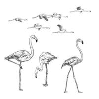 Sketch collection of flamingos vector