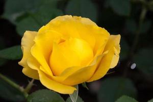 flor: primer plano amarillo flor rosa china aislado beijing, china