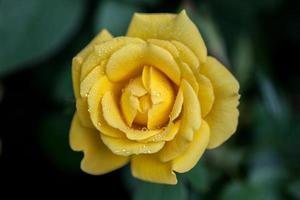 FLOWER: close up yellow Chinese rose blossom isolated Beijing, China