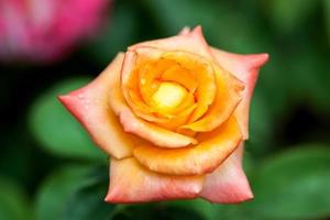 flor: primer plano amarillo flor rosa china aislado beijing, china