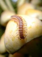 Centipede Crawling on White Mushroom photo