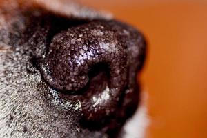 Incredibly sensitive nose of a dog photo