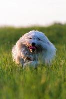 gracioso perro blanco foto