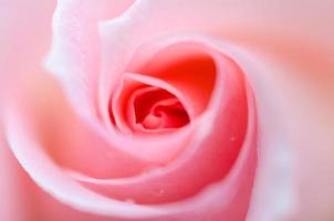 Macro closeup of a pink rose