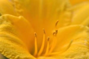 primer plano de flor de lilium