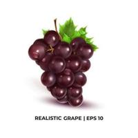uvas de mesa rojas y blancas, uvas para vino en estilo realista vector