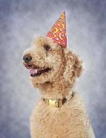 dog wearing party hat photo