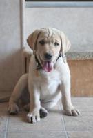 Yellow Labrador Retreiver Puppy photo
