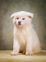 Retrato de perro akita inu japonés foto