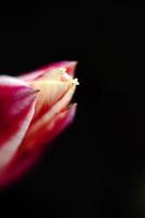 tulip photo