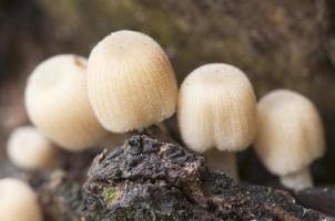 Coprinus mushrooms on a stump