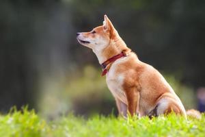 Shiba inu sits in the park photo