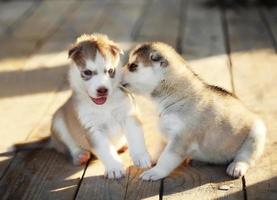 dos cachorros recién nacidos husky foto