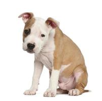 American Staffordshire Terrier puppy, 2 months old, sitting