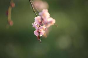 Beautiful plum flowers