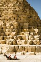 camello en el fondo de las pirámides egipcias