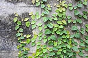 ivy leaves on wall background for wallpaper photo