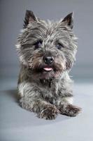 Cairn Terrier perro con pelaje gris. tiro del estudio foto