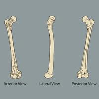 Thigh bone anatomy medical  vector