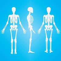 Human skeleton silhouette white color vector