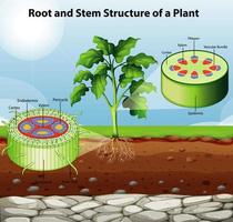 diagrama de raíz y tallo de la planta vector
