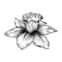 Vintage Daffodil Blossom Drawing