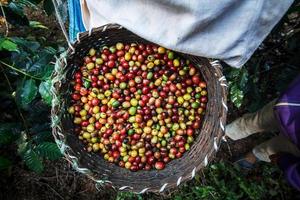 Coffee farmer picking ripe cherry beans.
