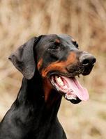Doberman dog portrait pincher