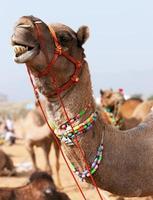 Camello decorado en la feria de Pushkar. Rajastán, India.