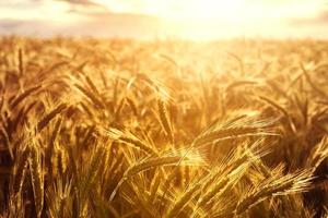 Wheat crops towards the setting sun photo