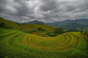 terraza de arroz en vietnam foto