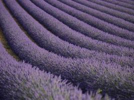 lavender field in Valensole, France
