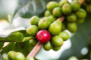 granos de café que maduran en el árbol en el norte de Tailandia