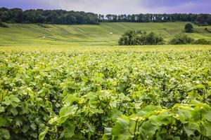Vineyard in the Champagne region of France