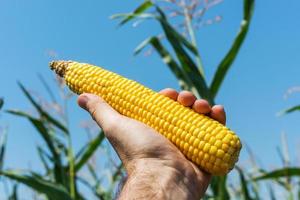 maíz dorado en mano en campo